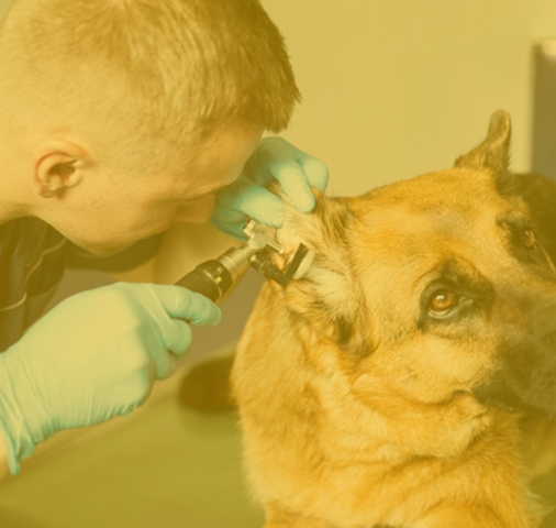 People treating a dog